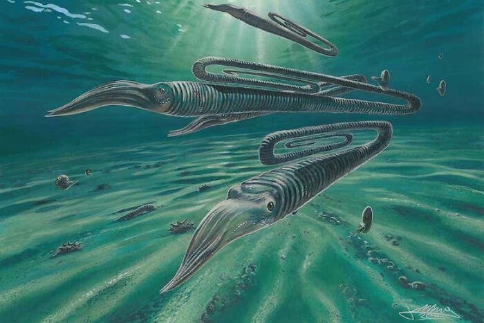 A Squidlike Creature That Looked Like A Giant Paper Clip Lived 68 Million Years Ago In The Southern Ocean Around Antarctica. It May Have Lived As Long As 200 Years