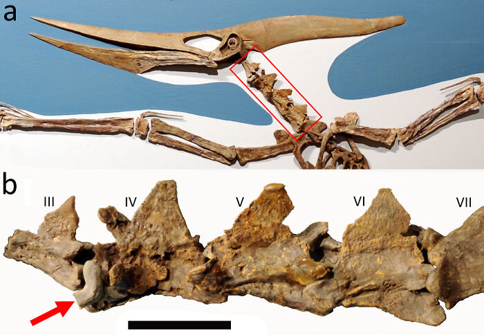A Shark Tooth Embedded In A Pterosaur Vertebra