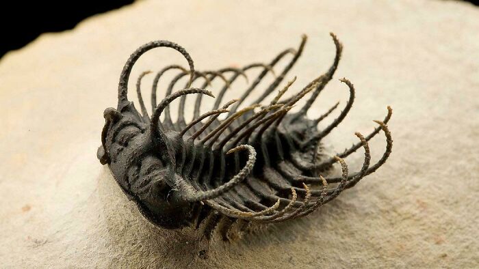 An Amazingly Well Preserved Trilobite From The Devonian Age