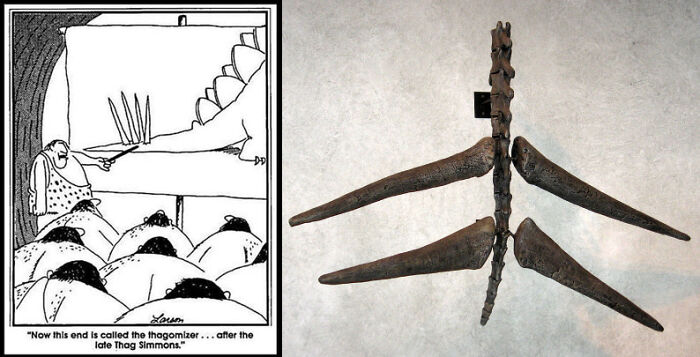 In 1982, The Comic Strip 'The Far Side' Jokingly Referred To The Set Of Spikes On A Stegosaurus's Tail As A "Thagomizer". A Paleontologist Who Read The Comic Realized There Wasn't Any Official Name For The Spikes And Began Using The New Word; "Thagomizer" Is Now The Generally Accepted Term