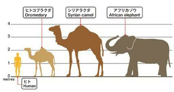 The Size Of A Syrian Camel, The Largest Fossil Camel Known With Weights Of Up To 3 Tons