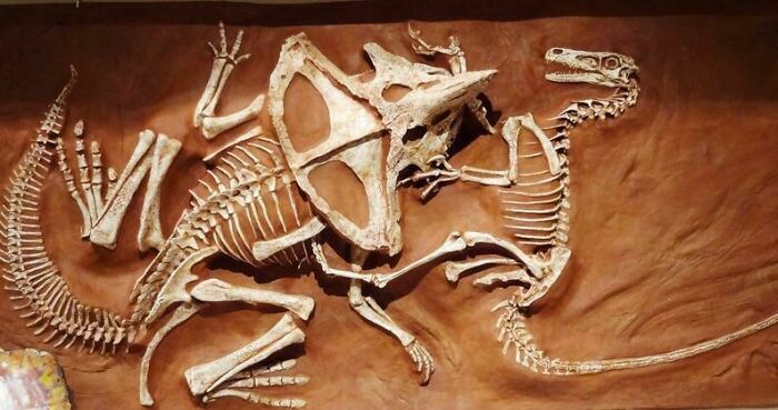 La lucha de un raptor y un protoceratops se conserva en la arena