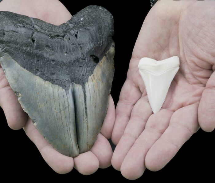 Un diente de megalodón comparado con el de un gran tiburón blanco