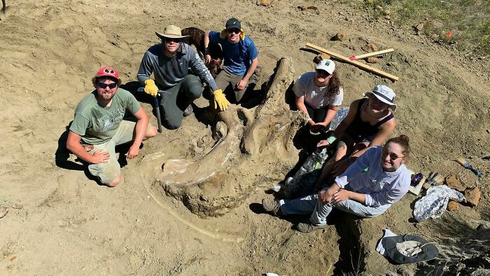 3000 Pound Triceratops Skull Unearthed In South Dakota