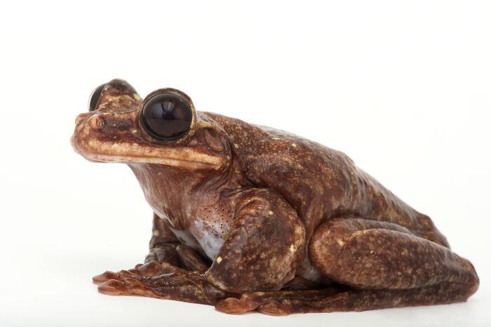 Este era Toughie, la última rana arbórea de patas rayadas de Rabb conocida. Fue capturado como adulto en Panamá en 2005 y murió en cautiverio el 26 de septiembre de 2016