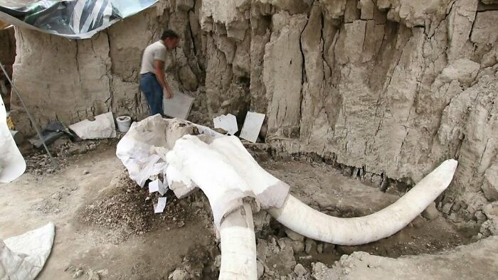 Great News: Up To 60-100 Mammoths Have Been Found In Southern Mexico