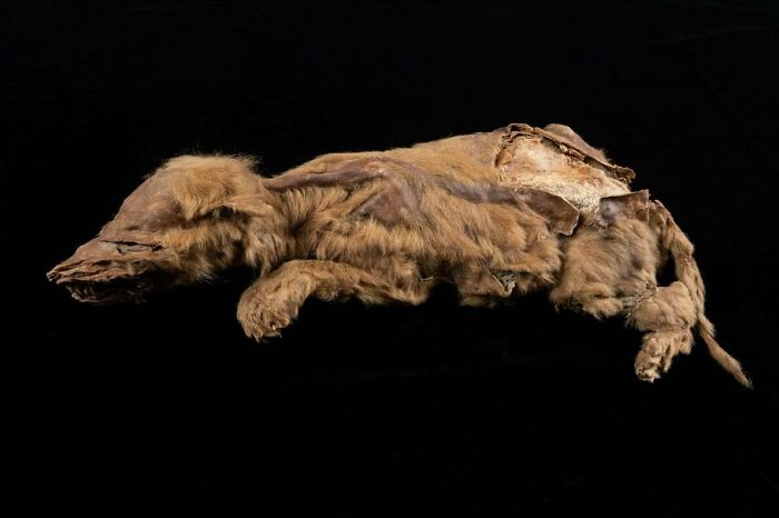 57,000 Year-Old Wolf Puppy Found Frozen In Yukon Permafrost | Photograph By Government Of Yukon