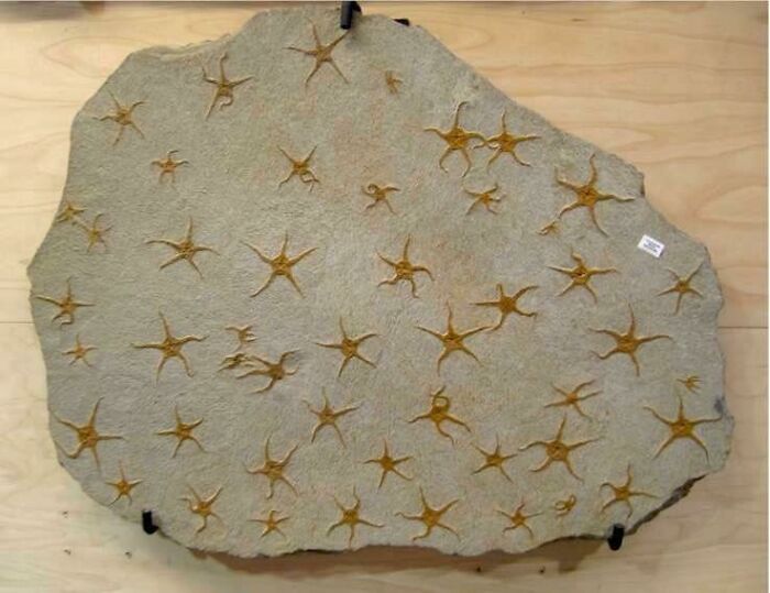 Estas estrellas de mar incrustadas en la piedra como fósiles
