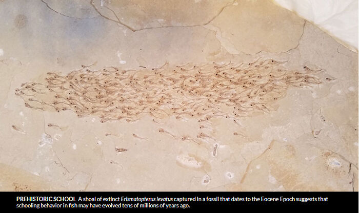 A 50-Million-Year-Old Fossil Captures A Swimming School Of Fish