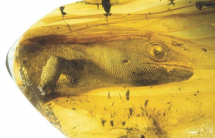 Un lagarto de 23 millones de años encontrado en un fósil