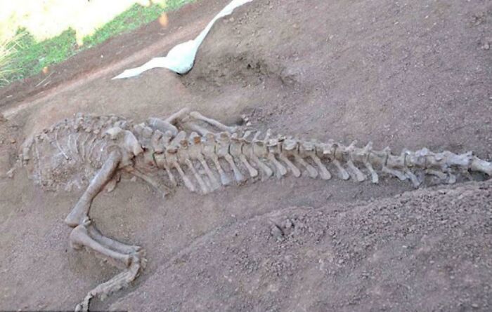 Fossils Of 2 180 Million Year Old Dinosaurs Discovered Unearthed Beneath Road In China!