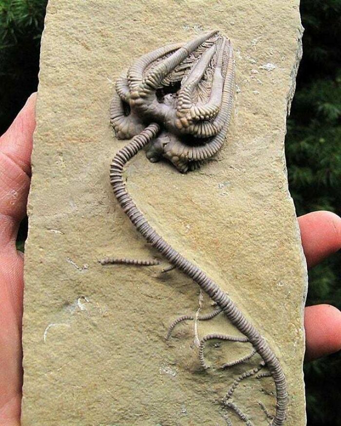 An Incredibly Intact Crinoid Specimen Fossil Dating Back To About 345 Million Years Ago!