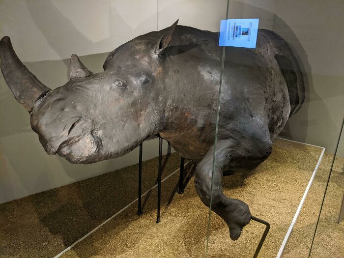 This Woolly Rhino Specimen Fell Into An Oil Well And Was Perfectly Preserved For Tens Of Thousands Of Years. [museum Of National History, Lviv]