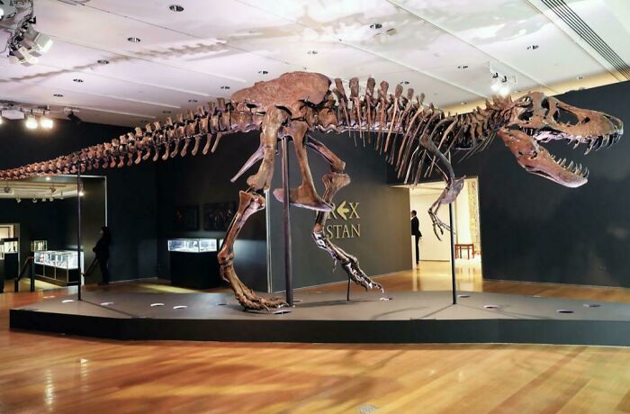 Stan The Tyrannosaurus Rex Sold At An Auction For $31.8 Million!