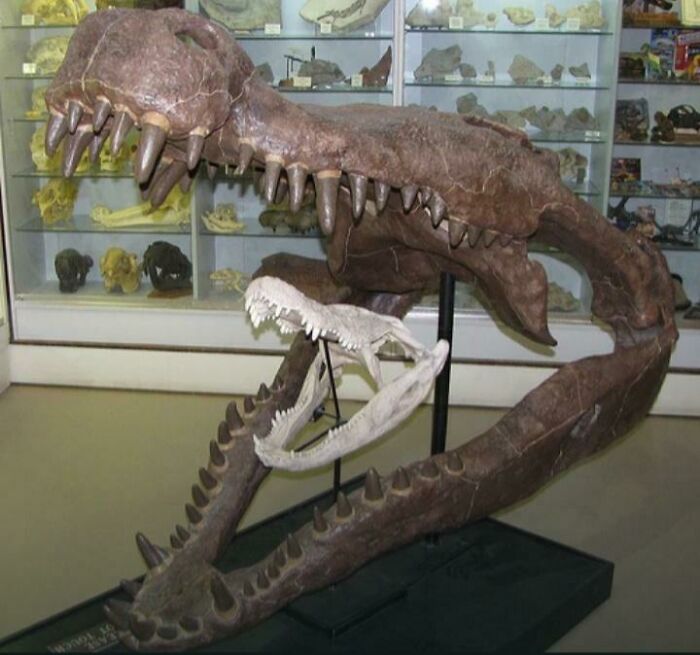 Deinosuchus Skull Compared To An Alligator Skull