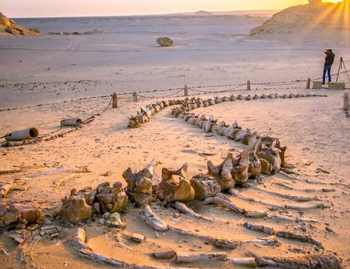 Millions Of Years Old Whale Skeleton In Wadi El Hitan In Egypt From The Time When The Area Was A Sea