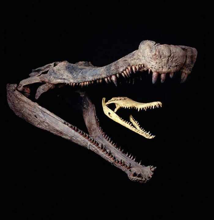 Comparación entre el cráneo de un Sarcosuchus y un cocodrilo del Nilo