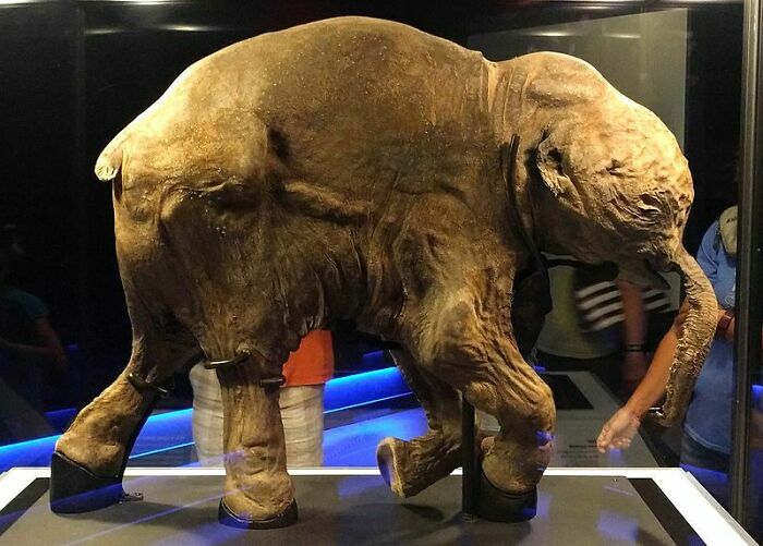I See Your Various Well-Preserved Animals And Raise To You A Smushed Baby Mammoth (Credit Ruth Hartnup)