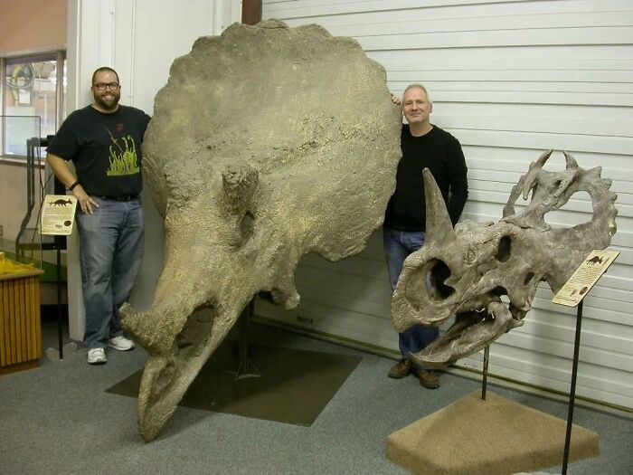 The Skull Of A Triceratops Compared To That Of A Centrosaurus