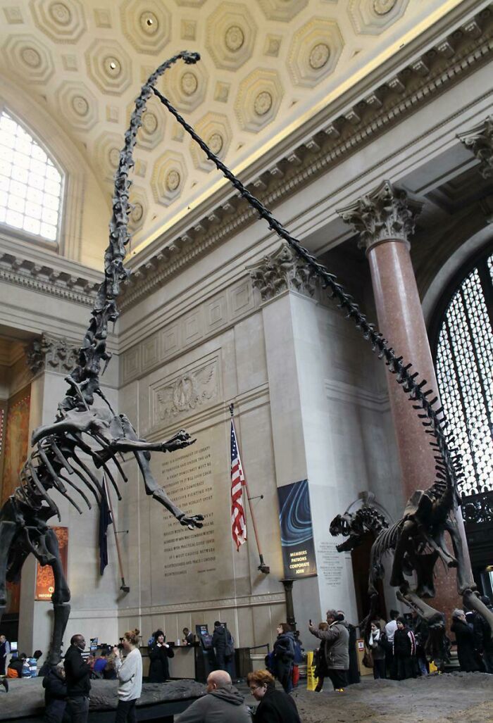 The Barosaurus And Allosaurus Encounter At The American Museum Of Natural History