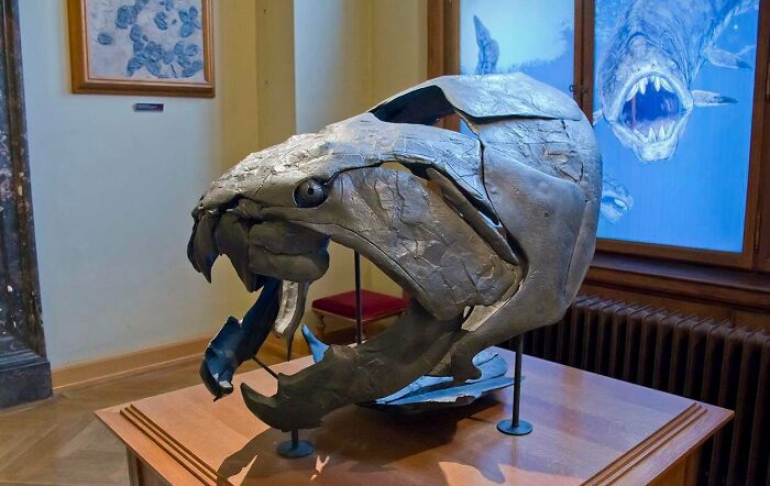 Behold, The Armored Fish From The Devonian Period: The Dunkleosteus!