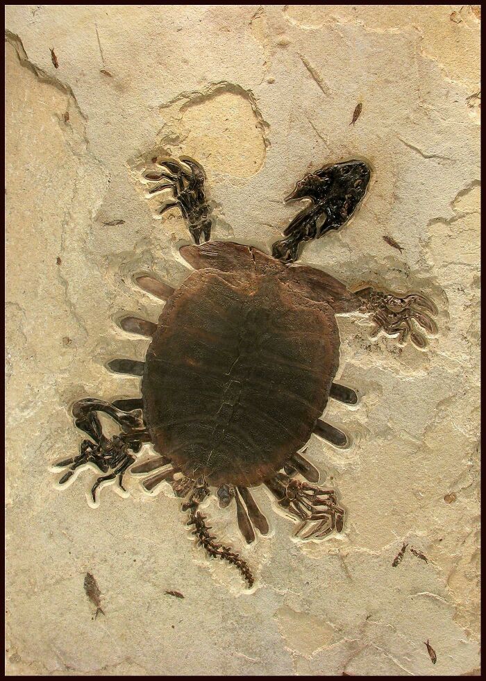 An Trionyx Fossil. Note The Bones Jutting Out From Its Sides