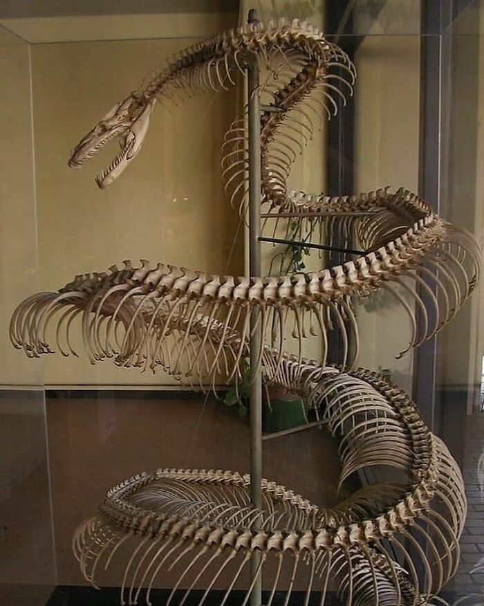 Esqueleto de Titanoboa
