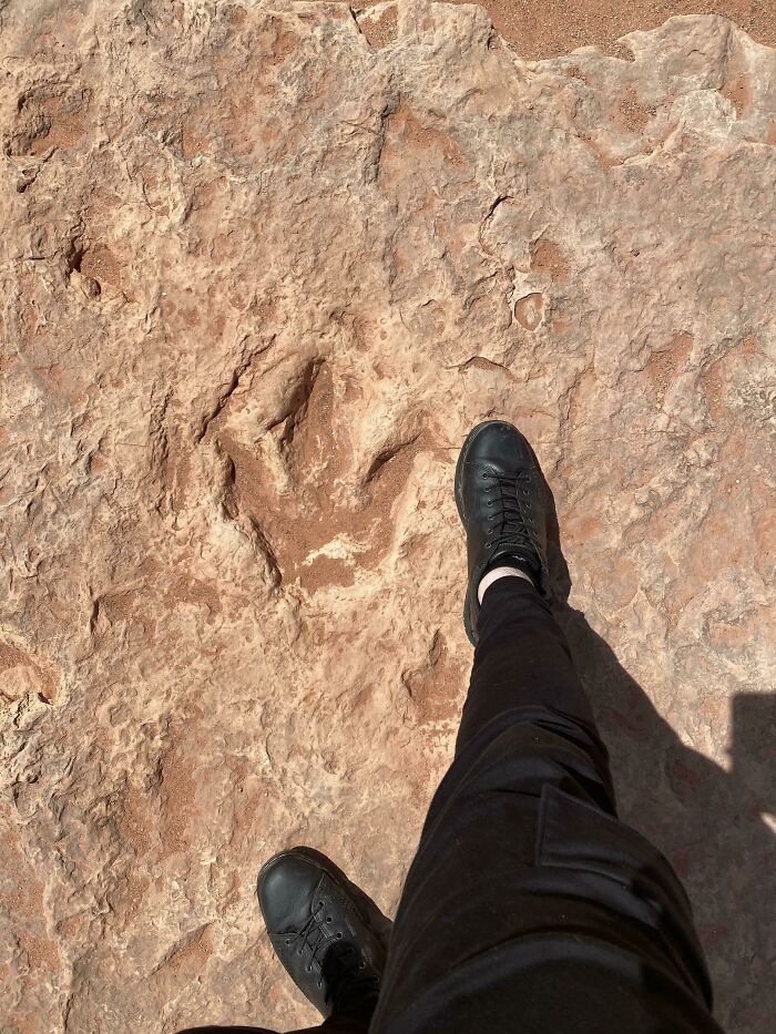 Theropod/ Dilophosaurus Footprint In Utah