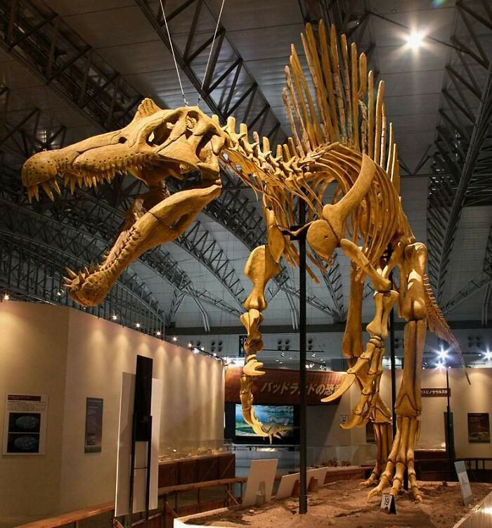 Este esqueleto de Spinosaurus