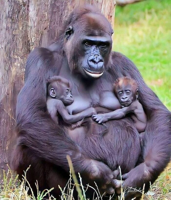 Mother Gorilla With Twins Kids