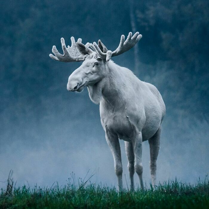 A Beautiful White Moose In Sweden