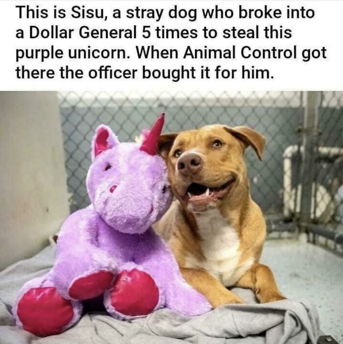 Dog Loves Purple