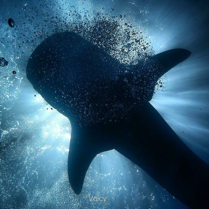 My 2nd Successful Photo Of A Whale Shark In The Wild