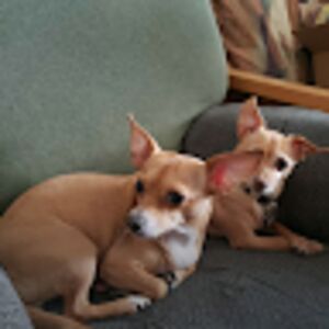 jamesdillon_1 avatar