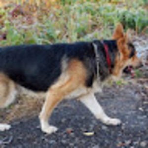 gordenrussell avatar