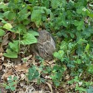 littletricia1 avatar