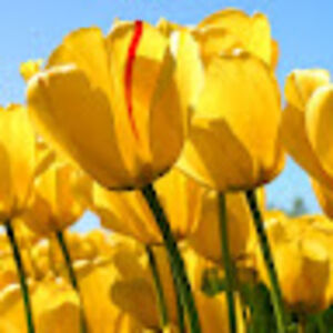 stevenallen_1 avatar