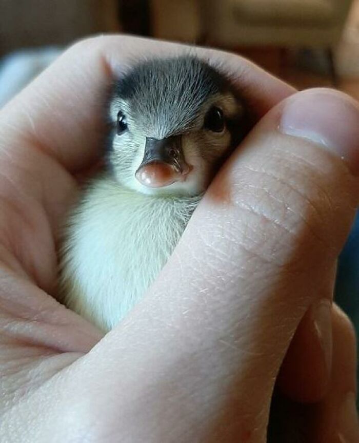 I Was Told You Guys Would Love The Orphaned Duckling I Rescued
