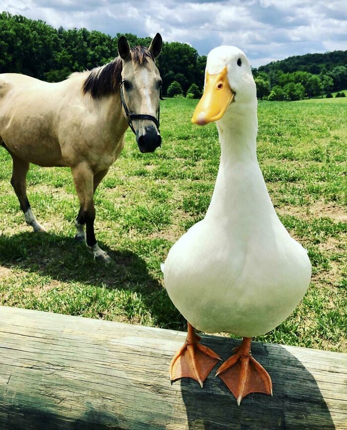 Sebastian The Duck