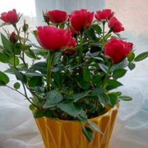 lily_cooper20 avatar