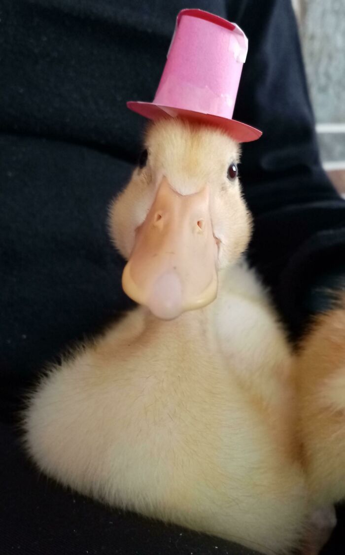 I Made A Tophat For My Pet Duck