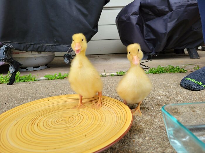 We Got Ducks! Any Tips For Raising Pekin Ducks As Pets?