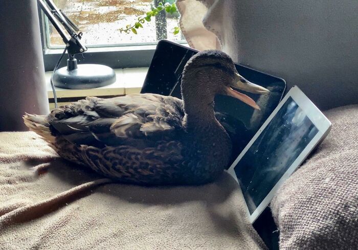Billy The Tablet Duck