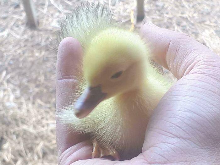 Meet Custard! The One Day Old Muscovy!