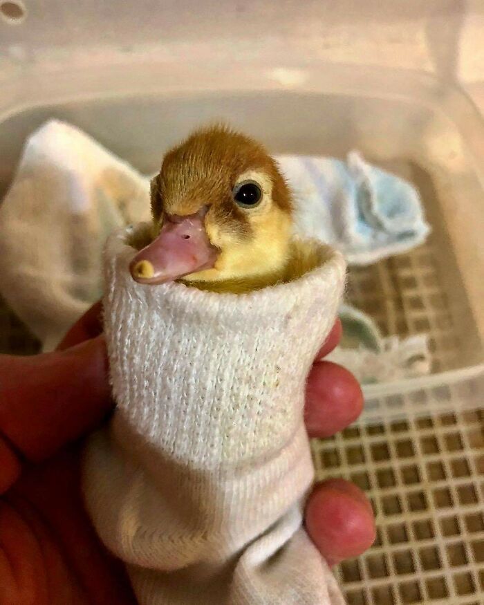 A Duckling In A Sock