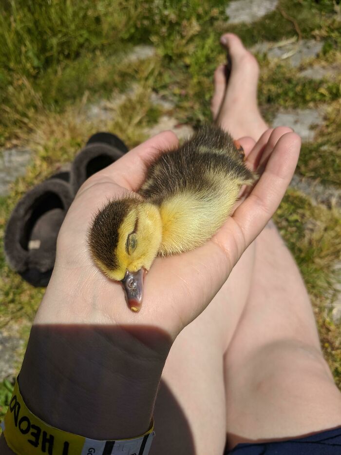 One Of Our Ducks Rejected This Duckling And It Imprinted On Me Instead. It Tired Itself Out Playing In The Grass Earlier And Stretched Out In My Hand For A Little Nap