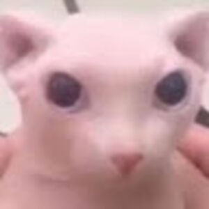 christianbotteri avatar