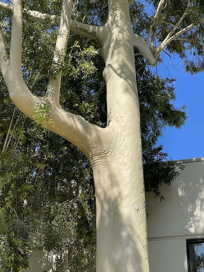 This Tree Looks Like It's Covered In Skin
