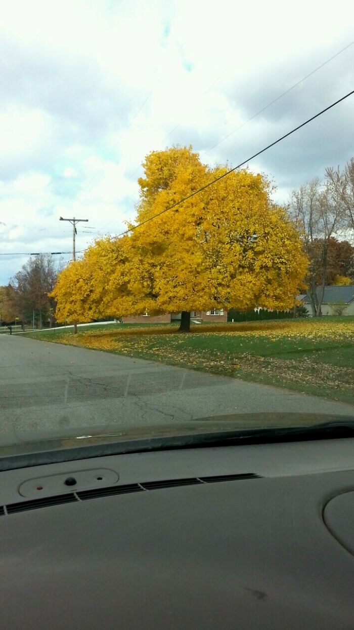 The Electric Company Cut Away An Ugly Tree For Some Beautiful Power Lines