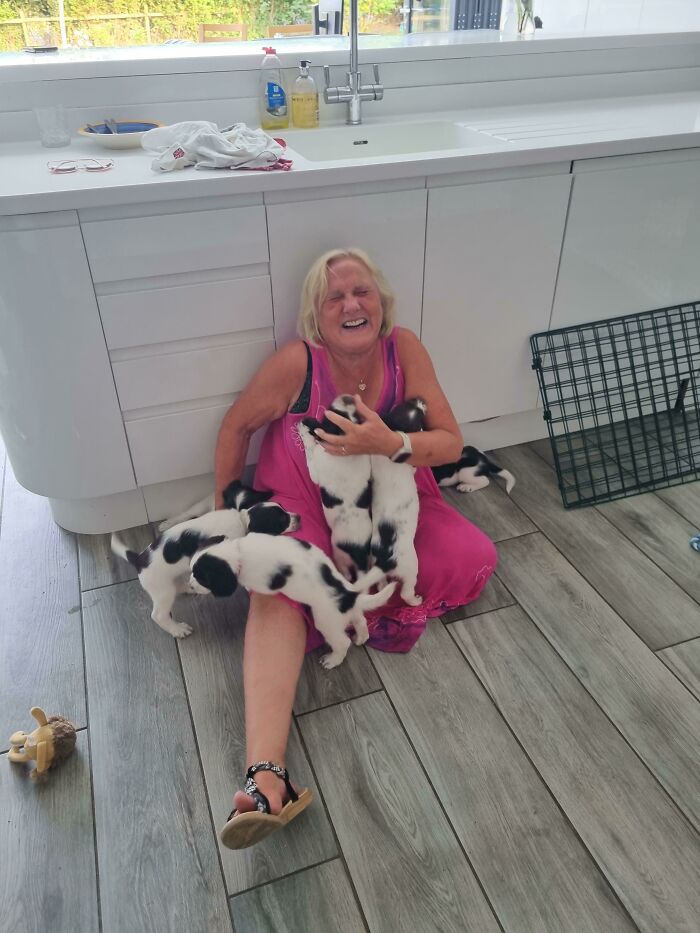 My Mum vs. 7 Springer Spaniel Puppies